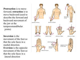 An introduction to the human anatomy for medical students | PPTX
