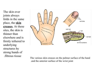 An introduction to the human anatomy for medical students | PPTX