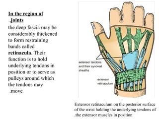 An introduction to the human anatomy for medical students | PPTX
