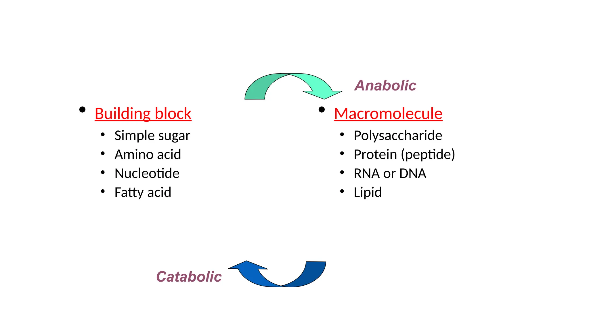 • Building block
• Simple sugar
• Amino acid
• Nucleotide
• Fatty acid
• Macromolecule
• Polysaccharide
• Protein (peptide)
• RNA or DNA
• Lipid
Anabolic
Catabolic
 