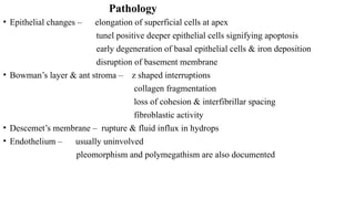 Pathology
• Epithelial changes – elongation of superficial cells at apex
tunel positive deeper epithelial cells signifying apoptosis
early degeneration of basal epithelial cells & iron deposition
disruption of basement membrane
• Bowman’s layer & ant stroma – z shaped interruptions
collagen fragmentation
loss of cohesion & interfibrillar spacing
fibroblastic activity
• Descemet’s membrane – rupture & fluid influx in hydrops
• Endothelium – usually uninvolved
pleomorphism and polymegathism are also documented
 