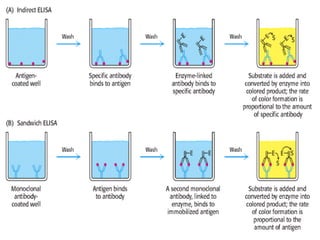 1. ELISA (ppt).pptx ENZYME LINKED IMMUNOSORBENT ESSAY | PPTX