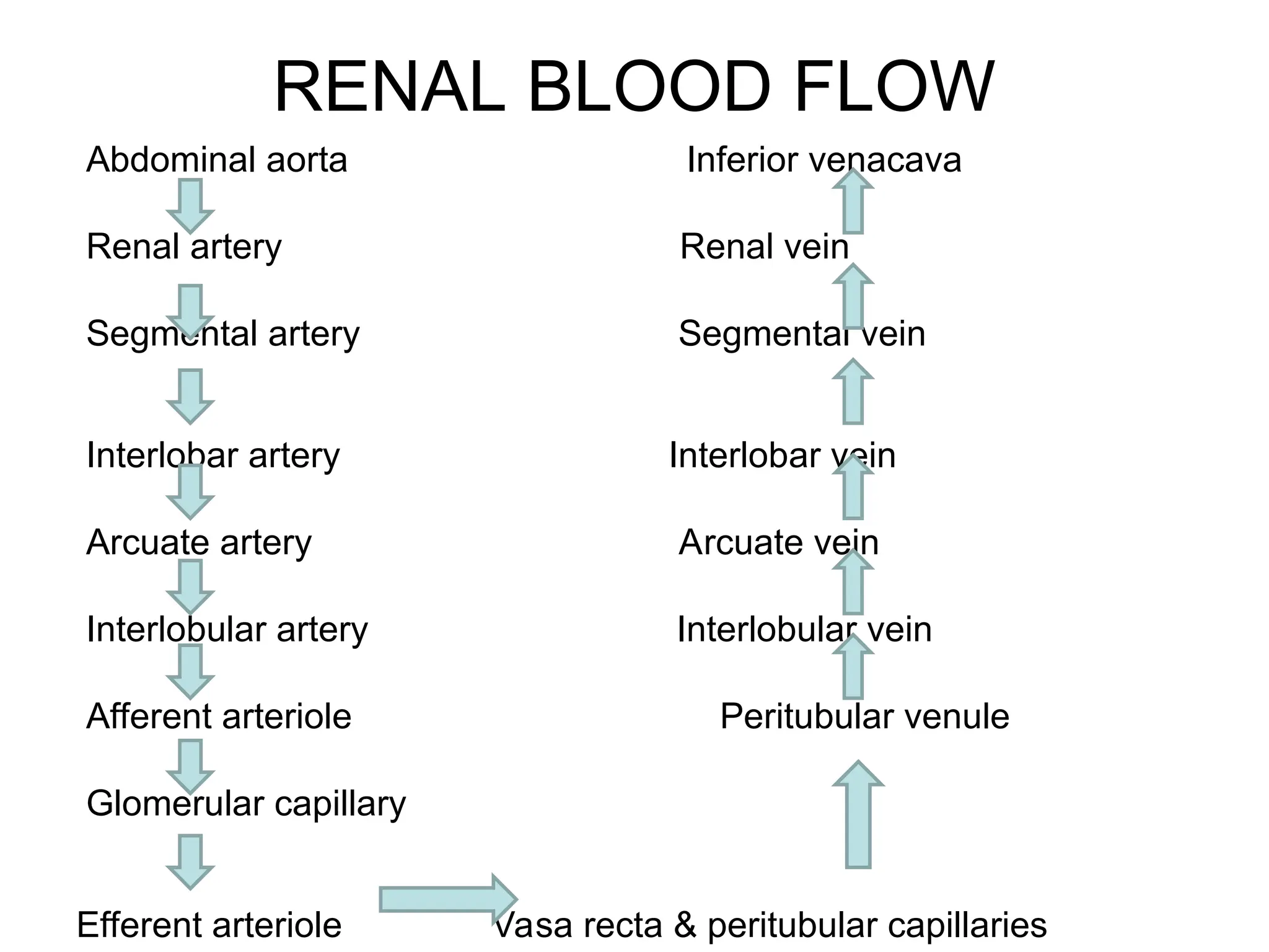 RENAL BLOOD FLOW
Abdominal aorta Inferior venacava
Renal artery Renal vein
Segmental artery Segmental vein
Interlobar artery Interlobar vein
Arcuate artery Arcuate vein
Interlobular artery Interlobular vein
Afferent arteriole Peritubular venule
Glomerular capillary
Efferent arteriole Vasa recta & peritubular capillaries
 