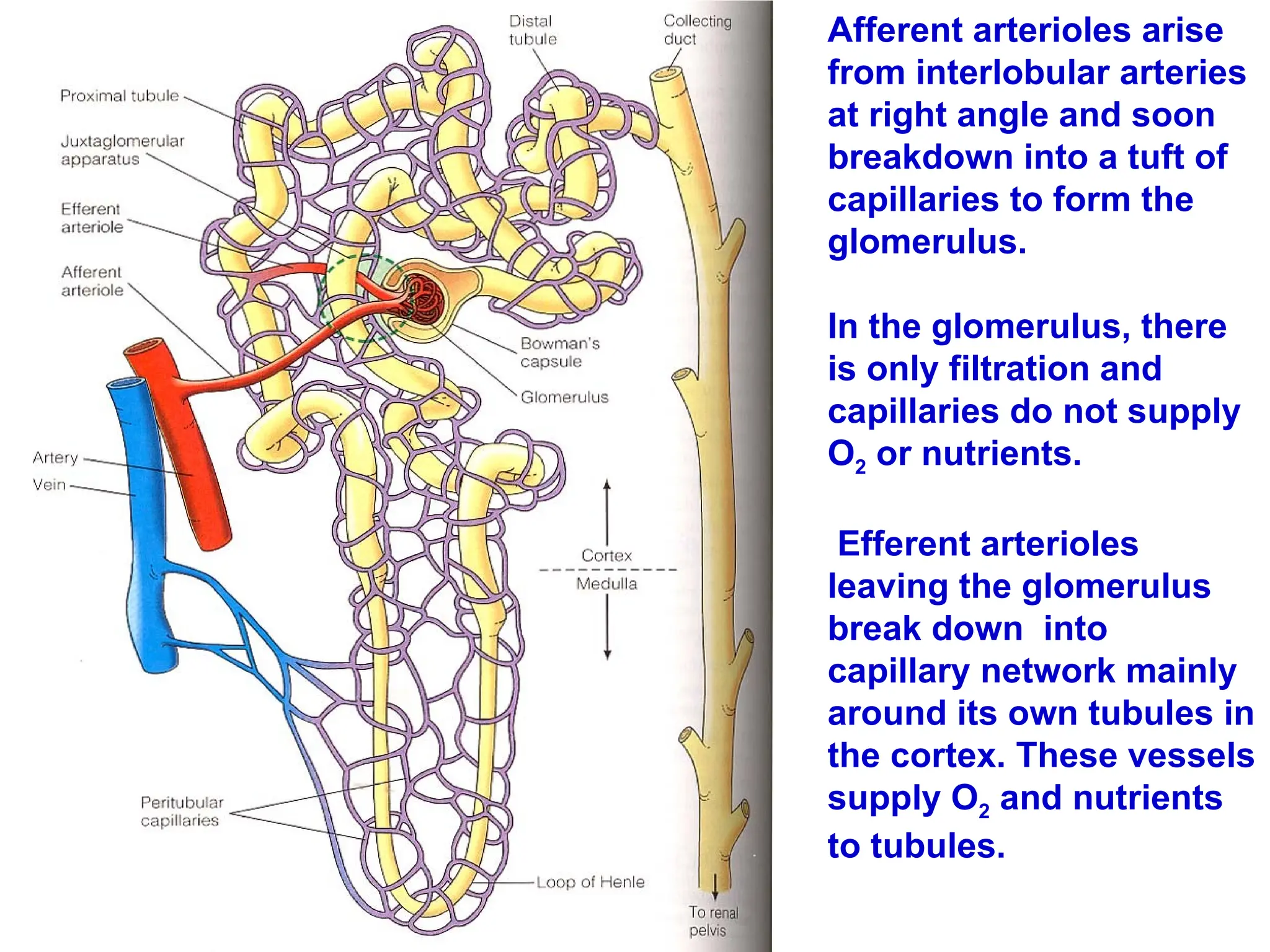 Afferent arterioles arise
from interlobular arteries
at right angle and soon
breakdown into a tuft of
capillaries to form the
glomerulus.
In the glomerulus, there
is only filtration and
capillaries do not supply
O2 or nutrients.
Efferent arterioles
leaving the glomerulus
break down into
capillary network mainly
around its own tubules in
the cortex. These vessels
supply O2 and nutrients
to tubules.
 