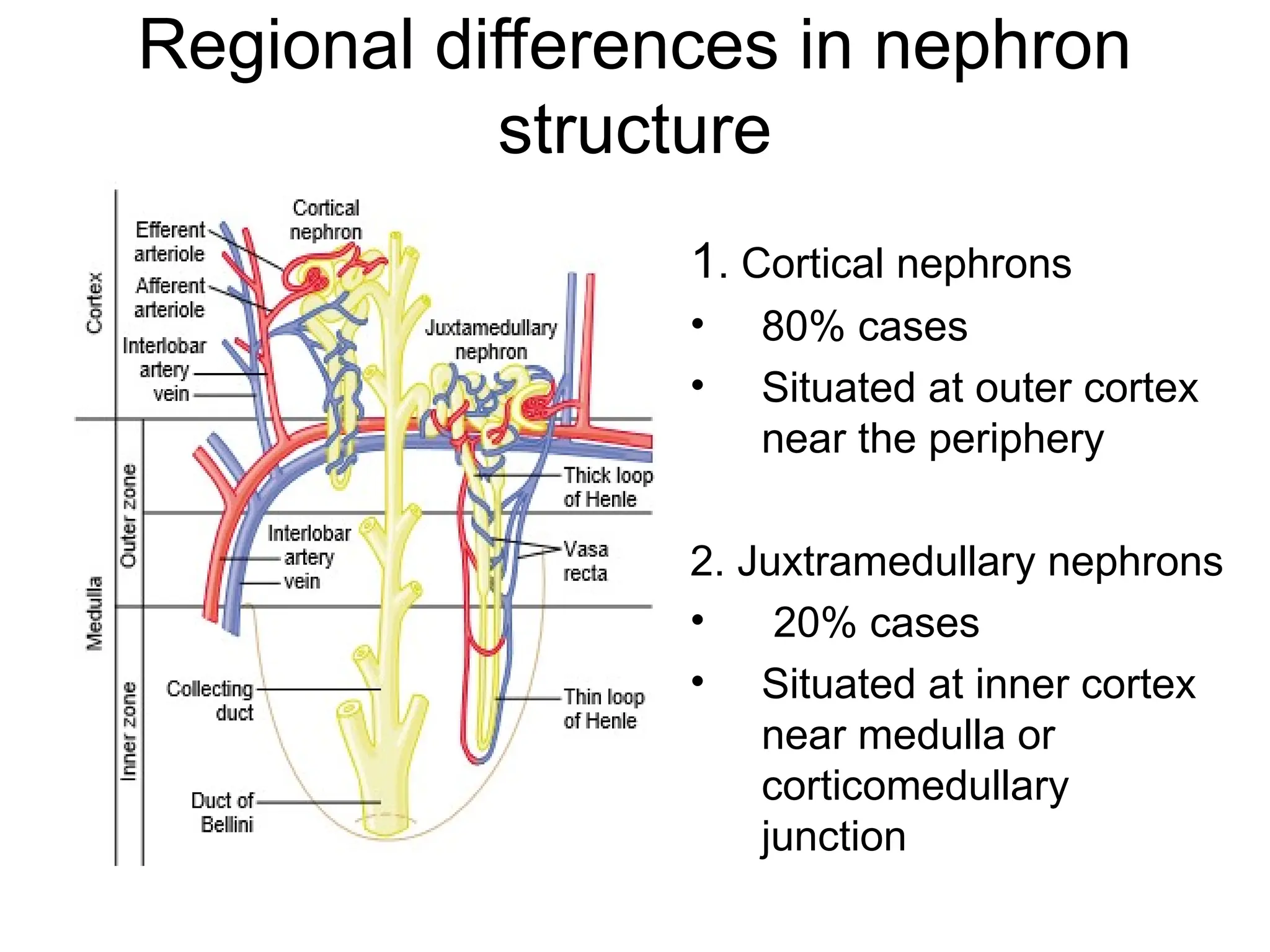Regional differences in nephron
structure
1. Cortical nephrons
• 80% cases
• Situated at outer cortex
near the periphery
2. Juxtramedullary nephrons
• 20% cases
• Situated at inner cortex
near medulla or
corticomedullary
junction
 