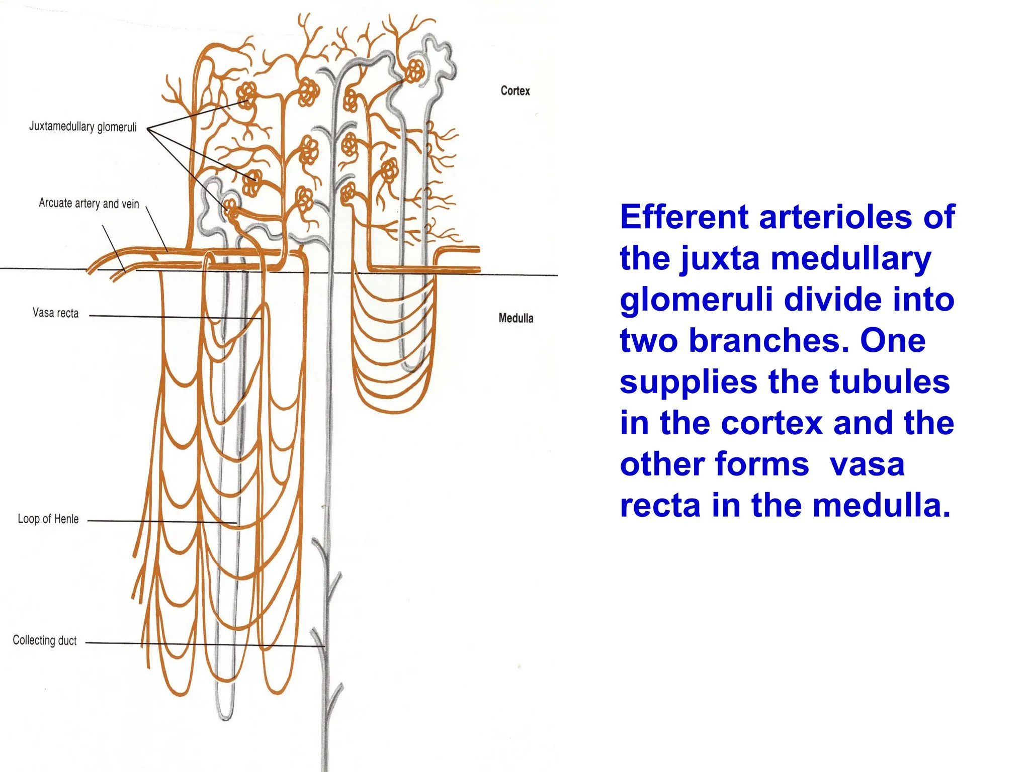 Efferent arterioles of
the juxta medullary
glomeruli divide into
two branches. One
supplies the tubules
in the cortex and the
other forms vasa
recta in the medulla.
 