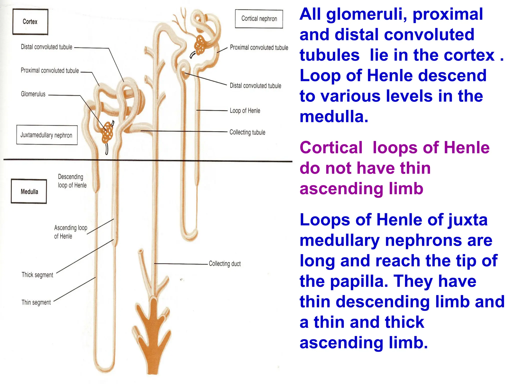 All glomeruli, proximal
and distal convoluted
tubules lie in the cortex .
Loop of Henle descend
to various levels in the
medulla.
Cortical loops of Henle
do not have thin
ascending limb
Loops of Henle of juxta
medullary nephrons are
long and reach the tip of
the papilla. They have
thin descending limb and
a thin and thick
ascending limb.
 