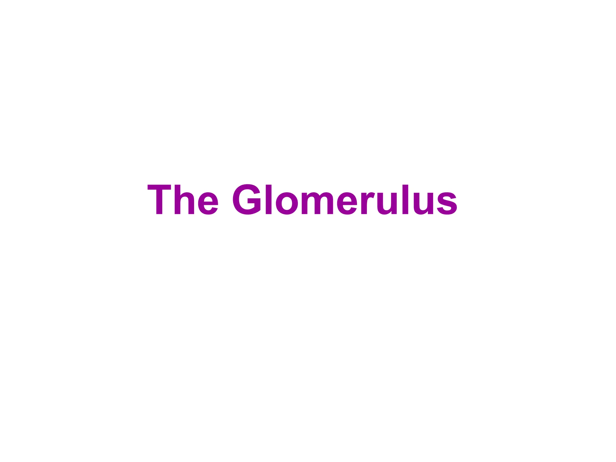 The Glomerulus
 