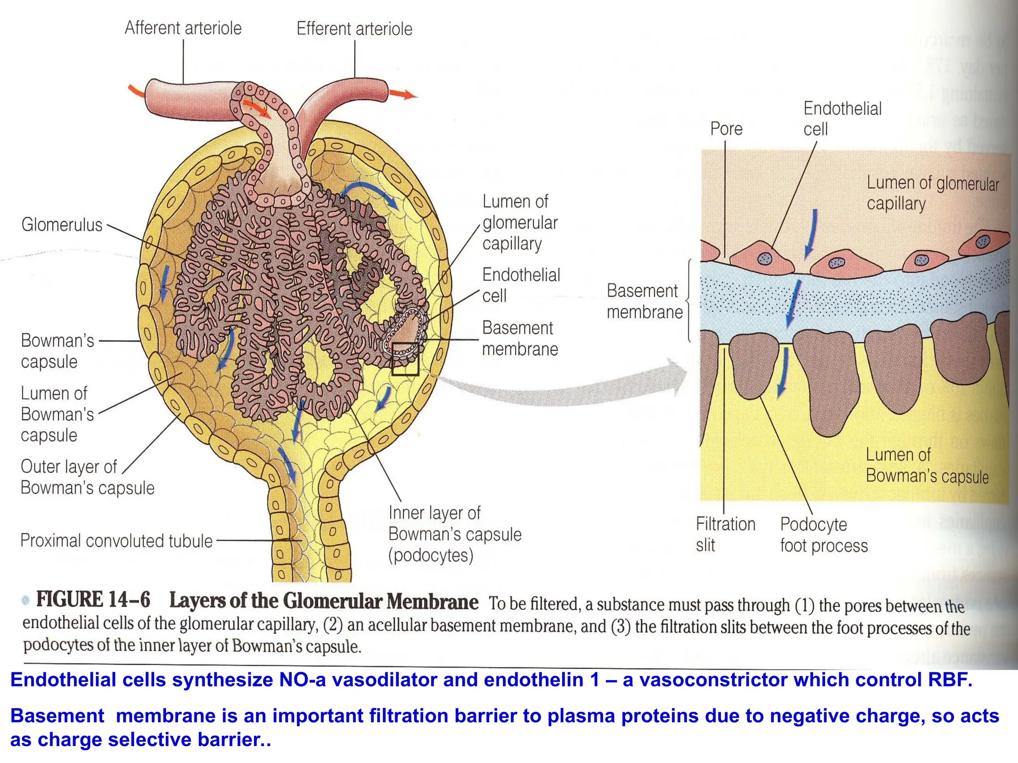 Endothelial cells synthesize NO-a vasodilator and endothelin 1 – a vasoconstrictor which control RBF.
Basement membrane is an important filtration barrier to plasma proteins due to negative charge, so acts
as charge selective barrier..
 