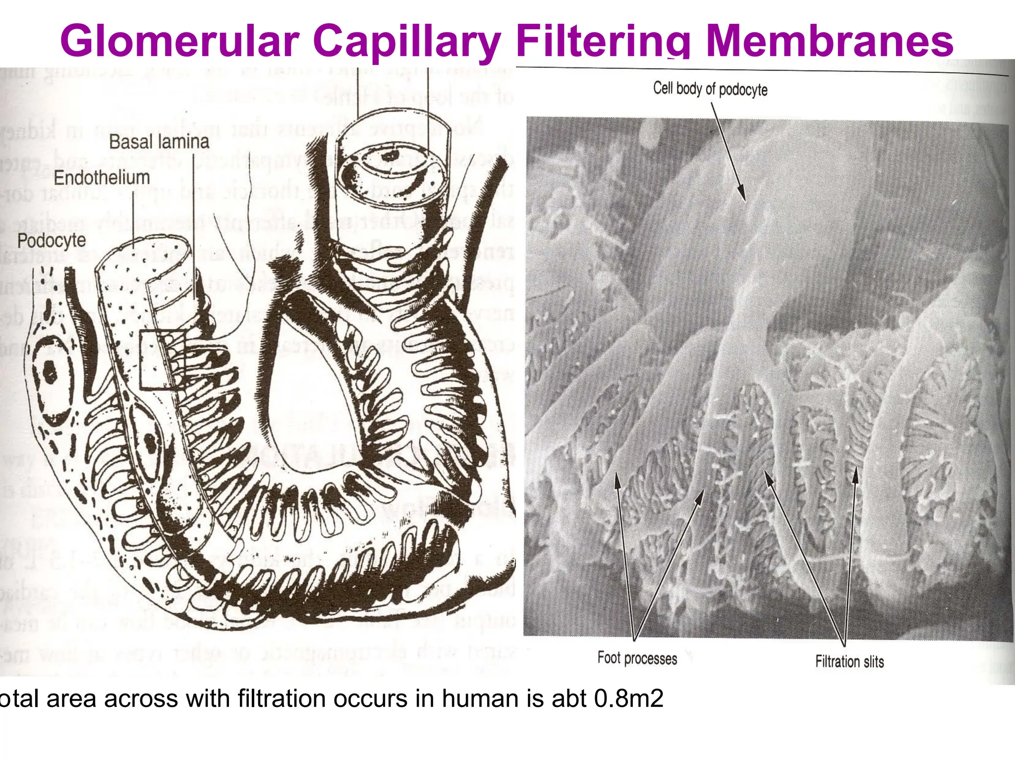 Glomerular Capillary Filtering Membranes
otal area across with filtration occurs in human is abt 0.8m2
 