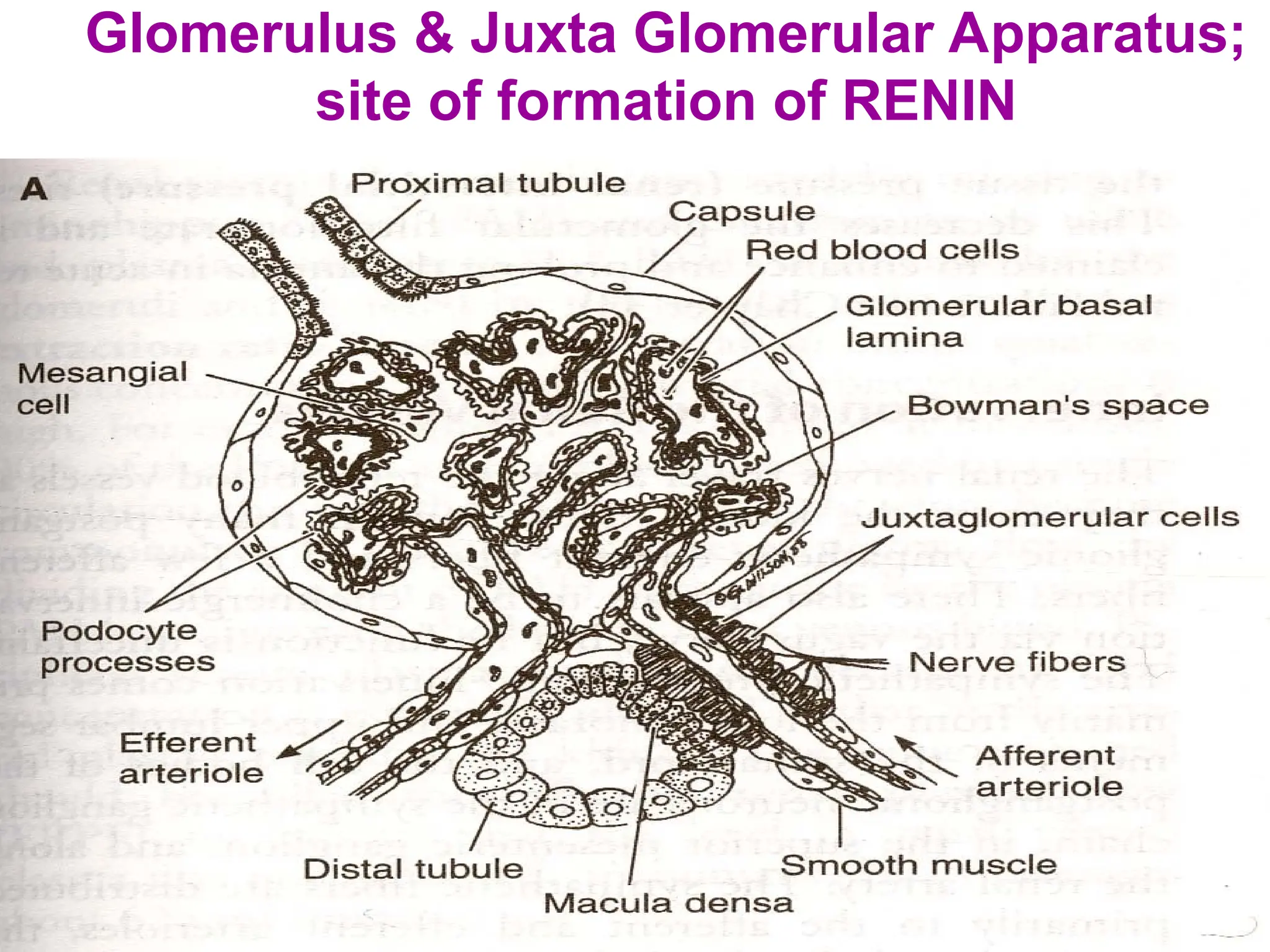 Glomerulus & Juxta Glomerular Apparatus;
site of formation of RENIN
 