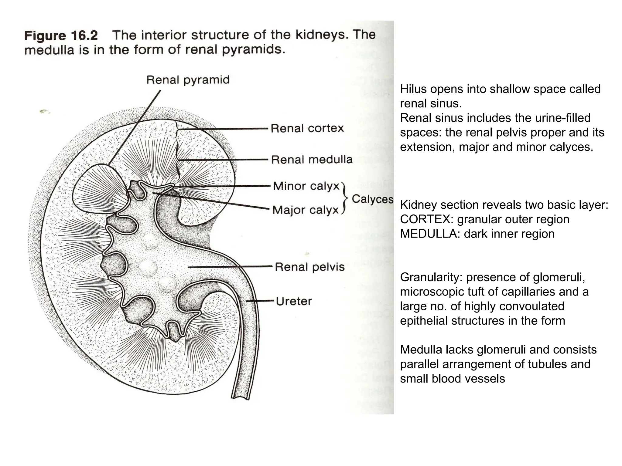 Hilus opens into shallow space called
renal sinus.
Renal sinus includes the urine-filled
spaces: the renal pelvis proper and its
extension, major and minor calyces.
Kidney section reveals two basic layer:
CORTEX: granular outer region
MEDULLA: dark inner region
Granularity: presence of glomeruli,
microscopic tuft of capillaries and a
large no. of highly convoulated
epithelial structures in the form
Medulla lacks glomeruli and consists
parallel arrangement of tubules and
small blood vessels
 