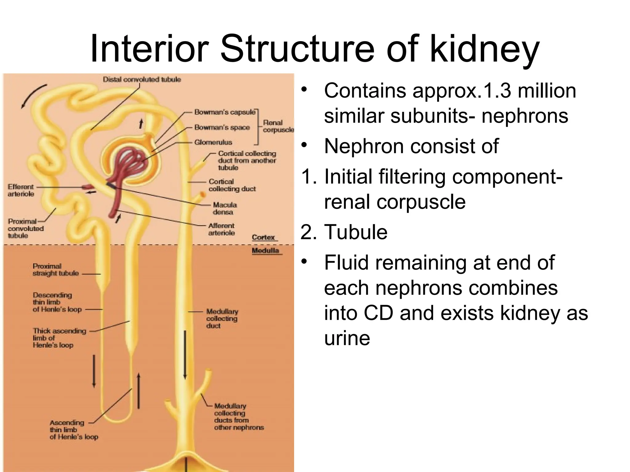 Interior Structure of kidney
• Contains approx.1.3 million
similar subunits- nephrons
• Nephron consist of
1. Initial filtering component-
renal corpuscle
2. Tubule
• Fluid remaining at end of
each nephrons combines
into CD and exists kidney as
urine
 