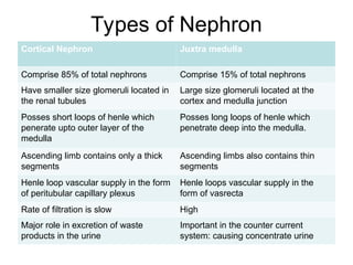 1. Introduction to Kidney and the renal circulation | PPT