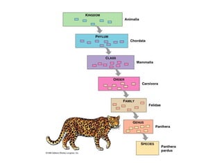 Taxonomy - Science of Classifying Organisms | PPTX