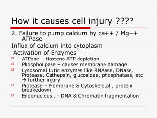 Cell injury Etiology and pathogenesis of cell injury | PPT