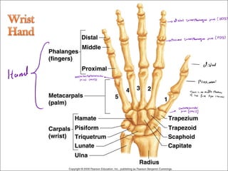 Middle Interphalang 1.2 Upper Limb.pdf anatomy of the upper limb | PDF
