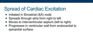 Spread of Cardiac Excitation
● Initiated in Sinoatrial (SA) node
● Spreads through atria from right to left
● Moves to interventricular septum (left to right)
● Progresses in ventricular wall from endocardial to
epicardial surface
 