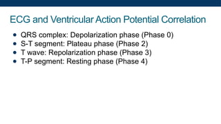 ECG and Ventricular Action Potential Correlation
● QRS complex: Depolarization phase (Phase 0)
● S-T segment: Plateau phase (Phase 2)
● T wave: Repolarization phase (Phase 3)
● T-P segment: Resting phase (Phase 4)
 
