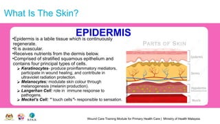 Wound Care Training Module for Primary Health Care | Ministry of Health Malaysia
What Is The Skin?
EPIDERMIS
•Epidermis is a labile tissue which is continuously
regenerate.
•It is avascular.
•Receives nutrients from the dermis below.
•Comprised of stratified squamous epithelium and
contains four principal types of cells.
⮚ Keratinocytes- produce proinflammatory mediators,
participate in wound healing, and contribute in
ultraviolet radiation protection.
⮚ Melanocytes: modulate skin colour through
melanogenesis (melanin production).
⮚ Langerhan Cell: role in immune response to
pathogens.
⮚ Meckel’s Cell: ” touch cells”- responsible to sensation.
 
