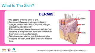 Wound Care Training Module for Primary Health Care | Ministry of Health Malaysia
What Is The Skin?
DERMIS
• The second principal layer of skin.
• Composed of connective tissue containing
collagen, elastic fibers which provides strength,
extensibility, and elasticity.
• Thickness depending on the anatomical site (e.g.
very thick in the palms and soles and very thin in
the eyelids, penis, and scrotum).
• Contains nerves, glands, hair follicles and also
receptors for heart, cold, pain, pressure, itch and
tickle.
 