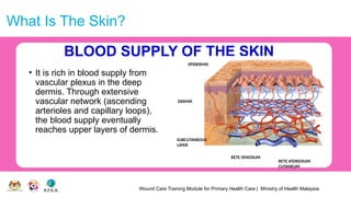 Wound Care Training Module for Primary Health Care | Ministry of Health Malaysia
What Is The Skin?
BLOOD SUPPLY OF THE SKIN
• It is rich in blood supply from
vascular plexus in the deep
dermis. Through extensive
vascular network (ascending
arterioles and capillary loops),
the blood supply eventually
reaches upper layers of dermis.
SUBCUTANEOUS
LAYER
DERMIS
EPIDERMIS
RETE VENOSUM
RETE ATERIOSUM
CUTANEUM
 