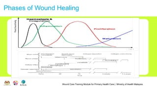 Wound Care Training Module for Primary Health Care | Ministry of Health Malaysia
Phases of Wound Healing
 