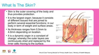 Wound Care Training Module for Primary Health Care | Ministry of Health Malaysia
What Is The Skin?
• Skin is the outer covering of the body and
thus provides protection.
• It is the largest organ; because it consists
of different tissues that are joined to
perform several essential functions; in our
body in term of weight and surface areas.
• Its thickness ranges from 0.5mm to
4.0mm depending on location.
• It is a dynamic organ in a constant of
change; whereby the outer layers are
continuously shed and replaced by the
inner cells moving to the surface.
 