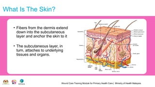 Wound Care Training Module for Primary Health Care | Ministry of Health Malaysia
What Is The Skin?
• Fibers from the dermis extend
down into the subcutaneous
layer and anchor the skin to it
• The subcutaneous layer, in
turn, attaches to underlying
tissues and organs.
 