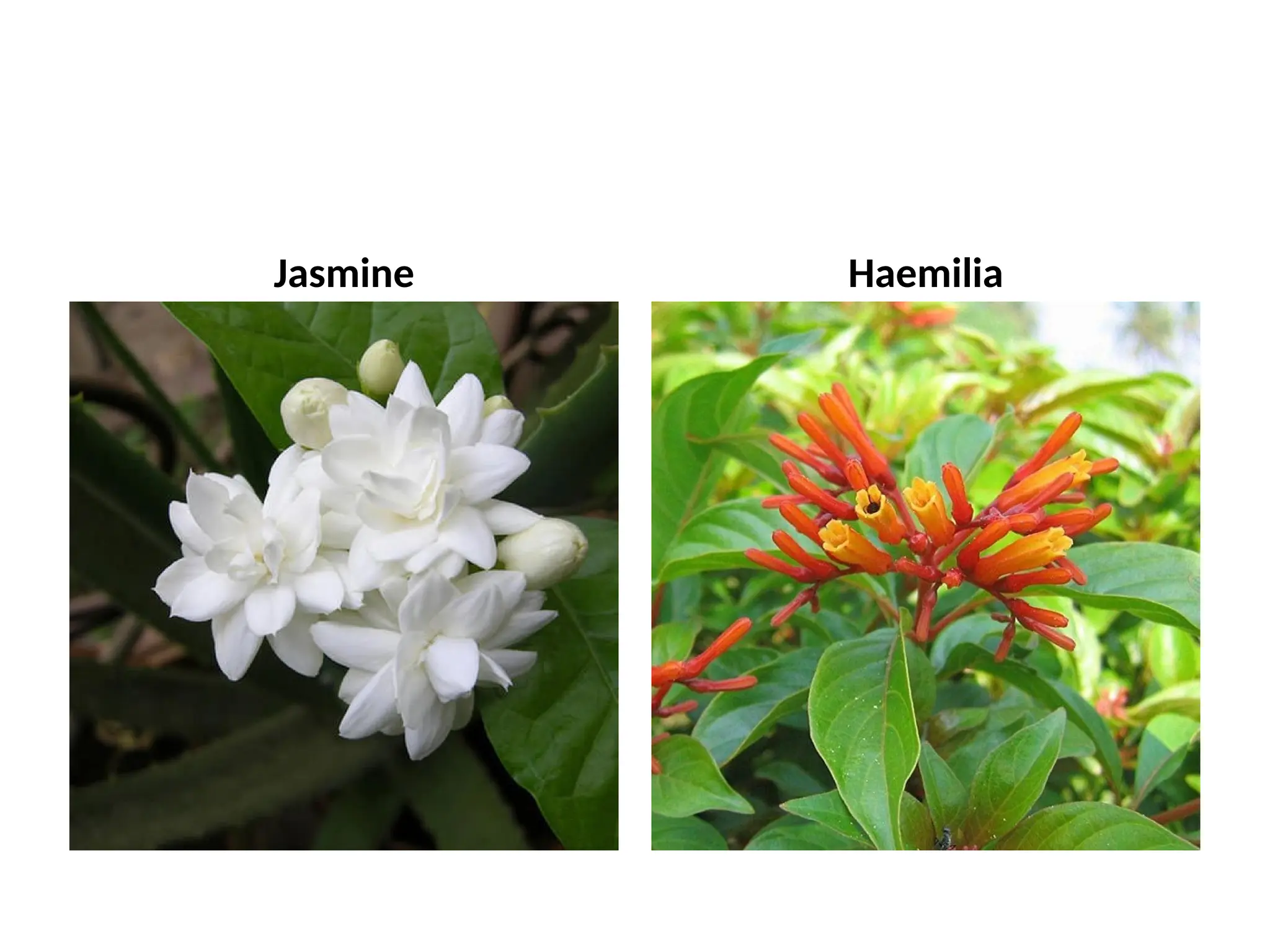 1 Classification Of Ornamental Plants pptx 1-classification-of-ornamental-plants-pptx