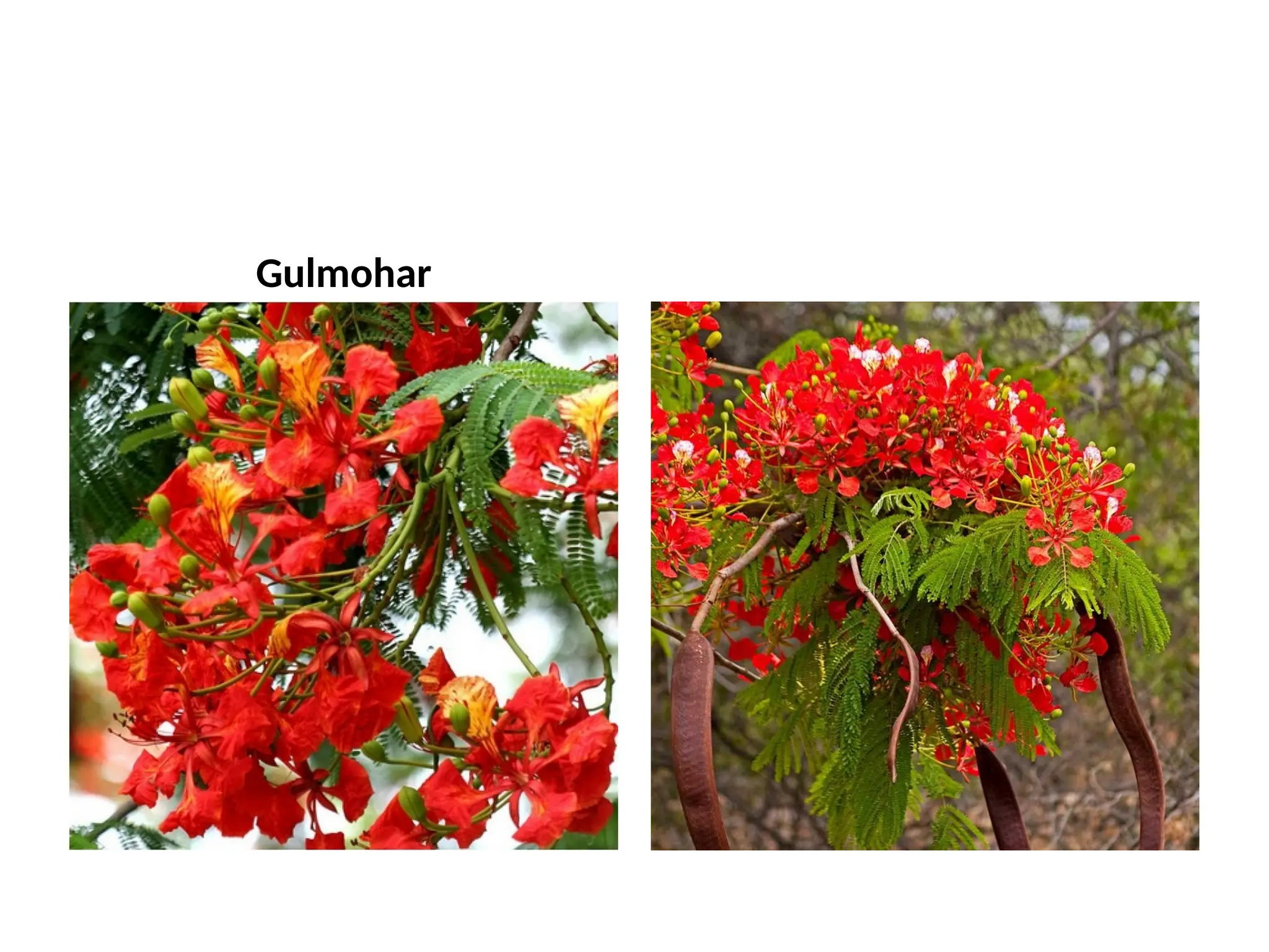 1 Classification Of Ornamental Plants pptx 1-classification-of-ornamental-plants-pptx