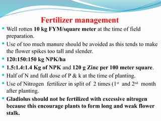 Fym Well Rotted 1. Cultivation Practice of Gladiolus.pptx