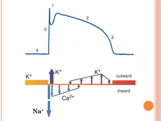 1. Principles of cardiac electrophysiology.power point presentation ...