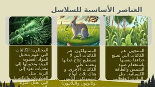 ‫للسالسل‬ ‫األساسية‬ ‫العناصر‬
‫الغذائية‬
(
1.5
:
‫هم‬ ‫المنتجون‬
‫تصنع‬ ‫التي‬ ‫الكائنات‬
‫بنفسها‬ ‫غذاءها‬
‫ضوء‬ ‫باستخدام‬
‫والطاقة‬ ‫الشمس‬
.
‫مثل‬ ‫الكيميائية‬
‫الطحالب‬ ‫النباتات‬.
:
‫هم‬ ‫المستهلكون‬
‫ال‬ ‫التي‬ ‫الكائنات‬
‫غذائها‬ ‫إنتاج‬ ‫تستطيع‬
‫على‬ ‫^تمد‬
‫ع‬‫وت‬
.
‫و‬ ‫األخرى‬ ‫الكائنات‬
‫أنواع‬ ‫ثالث‬ ‫هناك‬
(
‫أوليون‬ ‫مستهلكون‬
)‫والثالثيون‬ ‫وثانويون‬.
:
‫الكائنات‬ ‫المحللون‬
‫بتحليل‬ ‫تقوم‬ ‫التي‬
‫العضوية‬ ‫المواد‬
‫إلى‬ ‫وتحويلها‬ ‫الميتة‬
‫إلى‬ ‫تعود‬ ‫مغذيات‬
.
‫مثل‬ ‫التربة‬
‫والبكتيريا‬ ‫الفطريات‬
‫المواد‬ ‫تحلل‬ ‫التي‬
 