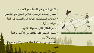 ‫العشب‬ ‫هو‬ ‫الشبكة‬ ‫في‬ ‫المنتج‬ ‫✓الكائن‬
‫الشمس‬ ‫هو‬ ‫المنتج‬ ‫للكائن‬ ‫الرئيسي‬ ‫الطاقة‬ ‫✓مصدر‬
‫الفأر‬ ‫هي‬ ‫الشبكة‬ ‫في‬ ‫األولية‬ ‫المستهلكة‬ ‫✓الكائنات‬
‫واألرانب‬ ‫والجرادة‬
‫ثانوي‬ ‫مستهلك‬ ‫كائن‬ ‫الطائر‬ ‫✓يعتبر‬
‫الفأر‬ ‫و‬ ‫األفعى‬ ‫من‬ ‫طاقته‬ ‫على‬ ‫الصقر‬ ‫✓يحصل‬
‫واألرنب‬ ‫والطائر‬
‫مستهلك‬ ‫كائن‬ ‫^تبر‬
‫ع‬‫ي‬ ‫الغذائية‬ ‫الشبكة‬ ‫في‬ ‫✓الضفدع‬
‫ثانوي‬
‫بينما‬ ‫^شب‬
‫ع‬‫ال‬ ‫آكالت‬ ‫الحيوانات‬ ‫من‬ ‫األرانب‬ ‫✓تعتبر‬
 