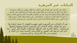 ‫المزهرة‬ ‫غير‬ ‫النباتات‬
‫خصائصها‬ ‫و‬
:
‫ول‬ ‫تكون‬ُ‫ال‬ ‫التي‬ ‫النباتات‬ ‫هي‬ ‫مزهرة‬ُ‫ال‬ ‫غير‬ ‫نباتات‬
‫ا‬
‫يعرف‬ُ‫بما‬ ‫تتكاثر‬ ‫بل‬ ‫بالبذور‬ ‫تتكاثر‬
،‫مزهر‬ُ‫ال‬ ‫غير‬ ‫للنبات‬ ‫الوراثية‬ ‫المادة‬ ‫على‬ ‫تحتوي‬ ‫خاليا‬ ‫عن‬ ‫عبارة‬ُ‫هي‬ ‫واألبواغ‬ ،‫باألبواغ‬
‫وعائية‬ ‫نباتات‬ ‫فهي‬ ،‫مناسبة‬ُ‫ال‬ ‫والظروف‬ ‫العوامل‬ ‫من‬ ‫عدد‬ ‫توافر‬ ‫عند‬ِ‫جديدة‬ ‫نباتات‬ ‫لتكون‬ِ‫وتنمو‬
‫ا‬ ً
‫أيض‬ ‫تسمى‬ُ
‫و‬ ‫الثمار‬ ‫بداخل‬ ‫محمية‬ ‫غير‬ ‫البذور‬ ‫تنتج‬ ‫ال‬ ‫و‬ ‫ا‬ً
‫ب‬‫حبو‬ ‫وال‬ ‫ا‬ً
‫أزهار‬ ‫نتج‬ ‫ال‬ ‫زهرية‬ ‫ال‬
‫والحزازيات‬ ‫والسرخسيات‬ ‫الصنوبر‬ ‫ونبات‬ ‫السرو‬ ‫نبات‬ ‫الشائعة‬ ‫أمثلتها‬ ‫ومن‬ ،‫البذور‬ ‫ُمعراة‬
.
‫أزهار‬ ‫تحمل‬ ‫ال‬ ،‫الطول‬ ‫قصيرة‬ ‫تكون‬ ‫مزهرة‬ُ‫ال‬ ‫غير‬ ‫النباتات‬ ‫أن‬ ‫نجد‬
‫ا‬
‫وال‬
,
‫^ضها‬
‫ع‬‫وب‬ ‫ا‬ً‫جنسي‬ ‫مزهرة‬ُ‫ال‬ ‫غير‬ ‫النباتات‬ ‫تتكاثر‬ ‫فواكه‬ ‫وال‬ ‫بذور‬
‫^ضها‬
‫ع‬‫وب‬
‫غير‬
, ,
‫مما‬ ‫تنمو‬ ‫لكي‬ ‫طويلة‬ ‫لمسافات‬ ‫االنتقال‬ ‫على‬ ‫القدرة‬ ‫تمتلك‬ ‫جنسية‬
,
‫و‬ ‫الماء‬ ‫عن‬ ‫بعيدا‬ ‫اليابسة‬ ‫الثكاثرعلى‬ ‫و‬ ‫^يش‬
‫ع‬‫ال‬ ‫^لى‬
‫ع‬ ‫قدرتها‬ ‫الى‬ ‫أدى‬
.‫السرخسيات‬ ‫و‬ ‫الحزازيات‬ ‫ذلك‬ ‫من‬ ‫يستثنى‬
 