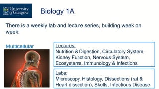 There is a weekly lab and lecture series, building week on
week:
Multicellular Lectures:
Nutrition & Digestion, Circulatory System,
Kidney Function, Nervous System,
Ecosystems, Immunology & Infections
Labs:
Microscopy, Histology, Dissections (rat &
Heart dissection), Skulls, Infectious Disease
Level 1 Biology – Biology 1A
Biology 1A
 