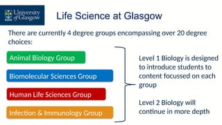 Life Science at Glasgow
There are currently 4 degree groups encompassing over 20 degree
choices:
Animal Biology Group
Biomolecular Sciences Group
Human Life Sciences Group
Infection & Immunology Group
Level 1 Biology is designed
to introduce students to
content focussed on each
group
Level 2 Biology will
continue in more depth
 