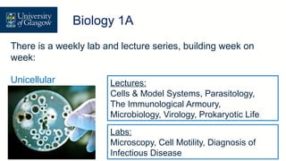 There is a weekly lab and lecture series, building week on
week:
Unicellular Lectures:
Cells & Model Systems, Parasitology,
The Immunological Armoury,
Microbiology, Virology, Prokaryotic Life
Labs:
Microscopy, Cell Motility, Diagnosis of
Infectious Disease
Level 1 Biology – Biology 1A
Biology 1A
 