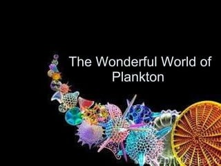 The Wonderful World of Plankton  