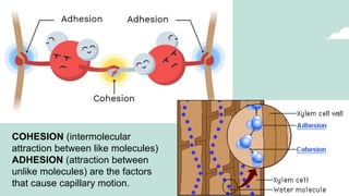 COHESION (intermolecular
attraction between like molecules)
ADHESION (attraction between
unlike molecules) are the factors
that cause capillary motion.
 