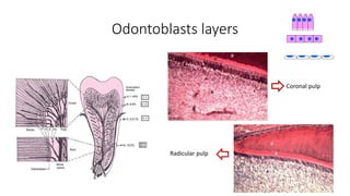 Odontoblasts layers
Coronal pulp
Radicular pulp
 