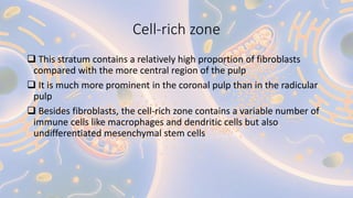 Cell-rich zone
 This stratum contains a relatively high proportion of fibroblasts
compared with the more central region of the pulp
 It is much more prominent in the coronal pulp than in the radicular
pulp
 Besides fibroblasts, the cell-rich zone contains a variable number of
immune cells like macrophages and dendritic cells but also
undifferentiated mesenchymal stem cells
 