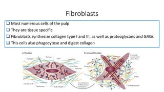 Fibroblasts
 Most numerous cells of the pulp
 They are tissue specific
 Fibroblasts synthesize collagen type I and III, as well as proteoglycans and GAGs
 This cells also phagocytose and digest collagen
 