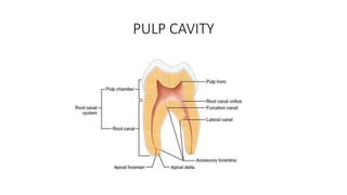 PULP CAVITY
 
