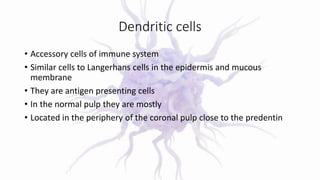 Dendritic cells
• Accessory cells of immune system
• Similar cells to Langerhans cells in the epidermis and mucous
membrane
• They are antigen presenting cells
• In the normal pulp they are mostly
• Located in the periphery of the coronal pulp close to the predentin
 