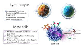 Lymphocytes
In normal pulp T cells are
found, mostly T8 lymphocytes
(suppresors)
B lymphocytes are scarcely
found uninflamed pulp
Mast cells
 Mast cells are seldom found in the normal
pulp tissue
 They are routinely found in chronically
inflamed pulps.
 The granules of mast cells contain heparin,
an anticoagulant, and histamine
 