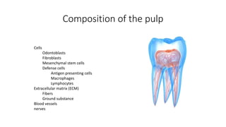 Composition of the pulp
Cells
Odontoblasts
Fibroblasts
Mesenchymal stem cells
Defense cells
Antigen presenting cells
Macrophages
Lymphocytes
Extracellular matrix (ECM)
Fibers
Ground substance
Blood vessels
nerves
 