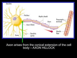 1. Neuron a Neuroglia.pptx mbbs year one | PPTX