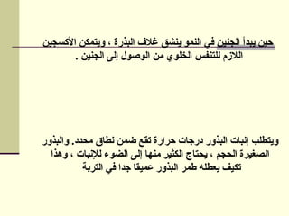 ‫األكسجين‬ ‫ويتمكن‬ ، ‫البذرة‬ ‫غالف‬ ‫ينشق‬ ‫النمو‬ ‫في‬ ‫الجنين‬ ‫يبدأ‬ ‫حين‬
. ‫الجنين‬ ‫إلى‬ ‫الوصول‬ ‫من‬ ‫الخلوي‬ ‫للتنفس‬ ‫الالزم‬
‫محدد‬ ‫نطاق‬ ‫ضمن‬ ‫تقع‬ ‫حرارة‬ ‫درجات‬ ‫البذور‬ ‫إنبات‬ ‫ويتطلب‬
.
‫والبذور‬
‫وهذا‬ ، ‫لإلنبات‬ ‫الضوء‬ ‫إلى‬ ‫منها‬ ‫الكثير‬ ‫يحتاج‬ ، ‫الحجم‬ ‫الصغيرة‬
‫التربة‬ ‫في‬ ‫جدا‬ ‫عميقا‬ ‫البذور‬ ‫طمر‬ ‫يعطله‬ ‫تكيف‬
 